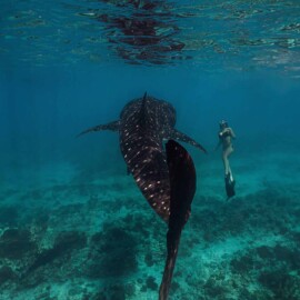 Whale Sharks in the Maldives