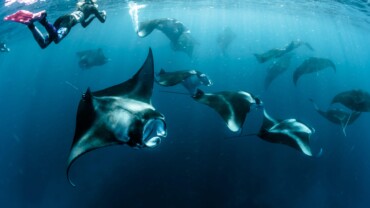 Manta season awareness dive