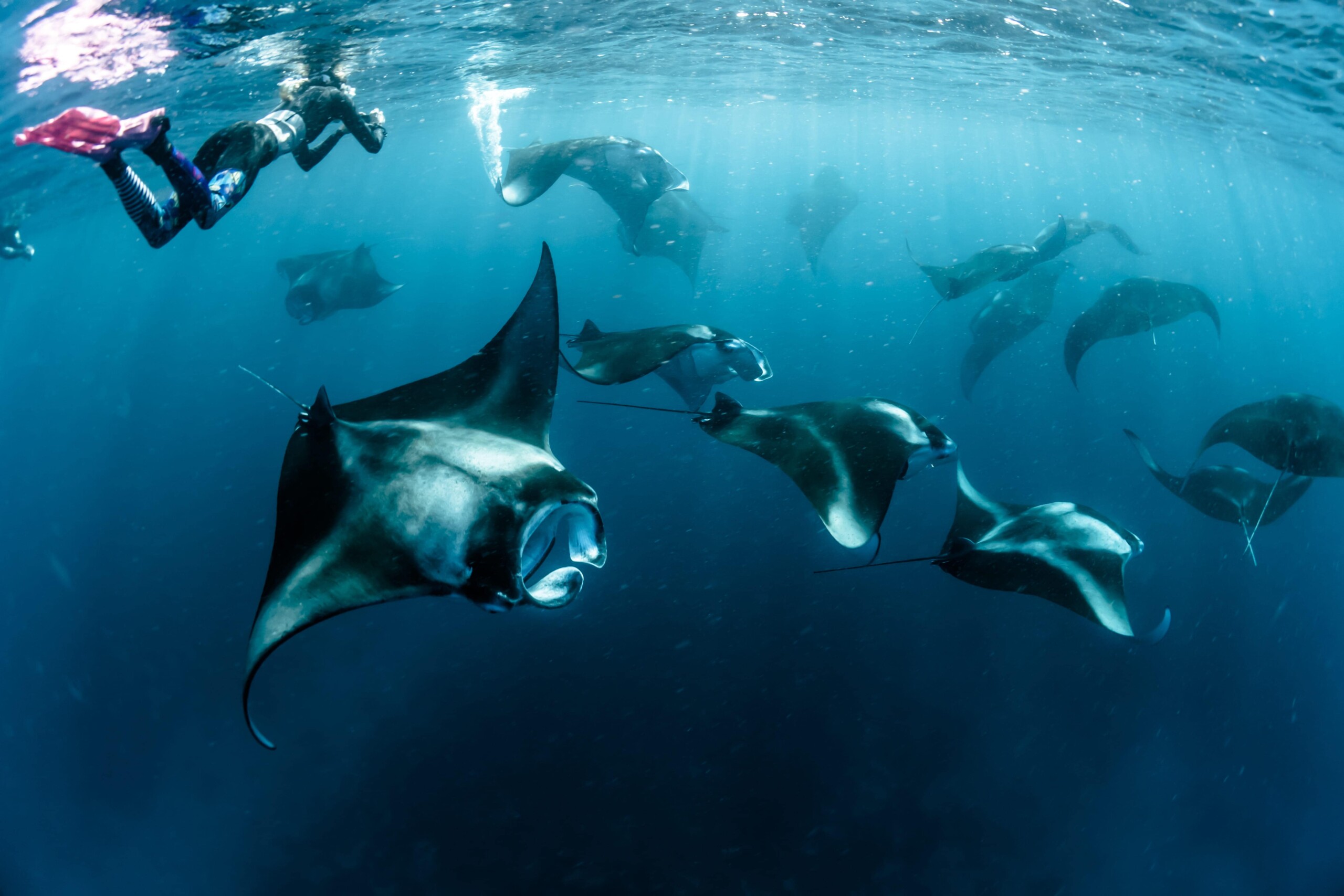 Manta season awareness dive